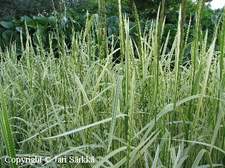 Glyceria maxima 'Variegata'